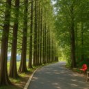 풍산개마을 | [안성 삼죽 카페] 메타세쿼이아 길 산책하며 풍산개를 만날 수 있는 풍사니랑 - 안성 나들이 3탄