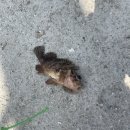 인천꿈나무 | [인천 소무의도] 원투낚시 꿈나무 출조후기!! (늦은후기_24.04.21.)