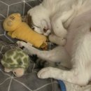 디어댕댕 이미지