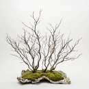 흙과 나무 이미지