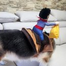테마 애견 이미지