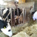 삼보목장 이미지