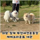 의왕 청계 애견단독운동장 제이그라운드 대관 후기(사람, 강아지수 제한 없음)