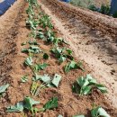 한얼농장 이미지