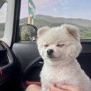 율포해수욕장 | [전남 보성] 애견 동반🐶 가능한 율포 해수욕장🏖️ 후기