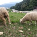 진동목장 이미지