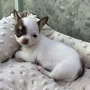 도그마루 강아지고양이 평택점 이미지