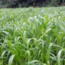 천관농장 이미지