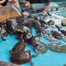 경포아쿠아리움박물관 | 강원도여행 [경포아쿠아리움] 아기랑 다녀온 후기