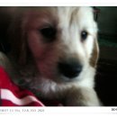 챔피언 애견농장 이미지