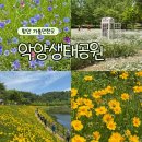 대산면914 | 함안 가볼만한곳 악양생태공원 샤스타데이지 금계국 포토존 주차