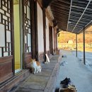 평동 행정복지센터 공유뜨락(행복물품공유방) | [신안사 템플스테이 정보공유] 금산 신안사 예약방법, 가는법, 절밥, 고양이 정보까지