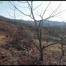 계량제 Daum카페