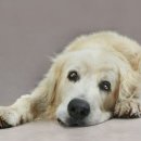 지인동물병원 이미지