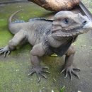 이구아나 이미지