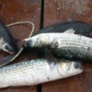 사량뜨라래민박 이미지