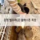 한울목장 | [증평 벨포레(2) 블랙스톤 목장] 양몰이 공연 동물 먹이주기 앵무새 놀이터 후기