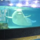 벨루가