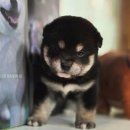 시바견분양.kr 이미지