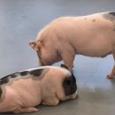 멍쉬멜로 이미지