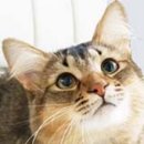 라티아라 이미지