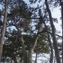 신안 자은도 해넘이길, 응암산- 송산삼거리에서 무한의다리,해넘이길,수림대숲길
