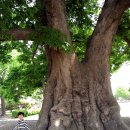 느티나무 플랫폼 이미지