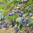 한병철농장 이미지