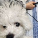 쁘띠멍 이미지