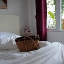 Cat garden 이미지