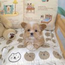 꽃보다강아지 이미지