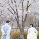 우리옷효원 | 수원 야외스냅 후기 :) 벚꽃 시즌에 돌스냅 한복촬영 만족한 후기 !