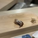 스시비또 이미지