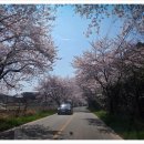 해넘이바다 | 몽산포 벚꽃길 만개 시기와 몽산포해수욕장 해넘이 후기 기록