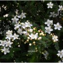 오스테오인 이미지