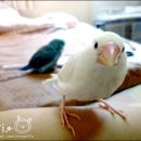 Honey Bunny 이미지