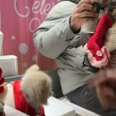 꼬르륵댕댕 이미지