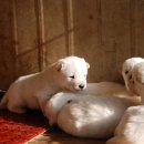 산들 강아지 이미지