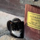 신원사 | 공주 가 볼만한 곳, 공주 단풍구경 공주 절 사찰 신원사