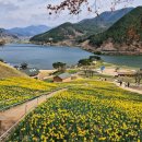 지리산약초관광농원 | 노란 수선화 언덕에 양 떼까지... 한국에 이런 곳이 있었어? 구례 지리산치즈랜드 봄 풍경