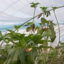 황칠나무집 이미지