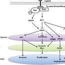 ﻿GSK-3, 리튬과 암(cancer) 이미지