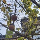 숲놀이 지도사 이미지