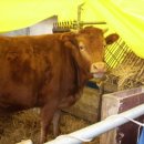 우리집한우 이미지