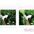 나르매애견 이미지