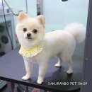 사쿠란보애견샵 부산대점 이미지