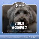 부평프라임동물병원 | 검단동물병원 강아지 슬개골탈구 수술 및 단계 [부평프라임동물병원]
