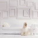 24시 더케어 동물의료센터 이미지