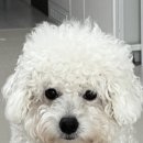 누구보다 소중하개 이미지