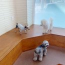 꼬리살랑 이미지